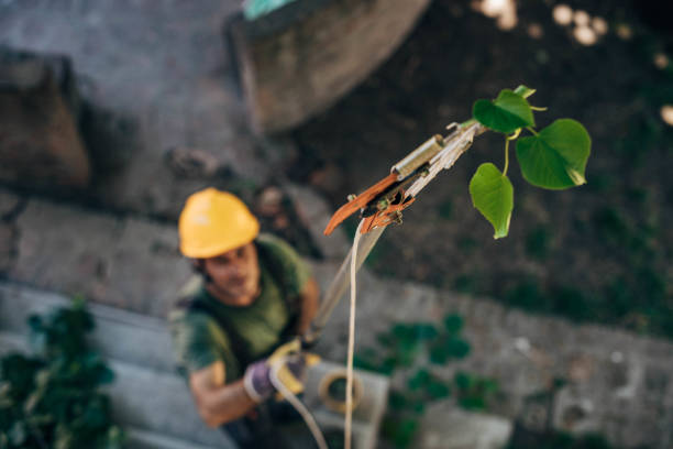 How Our Tree Care Process Works  in Fair Plain, MI